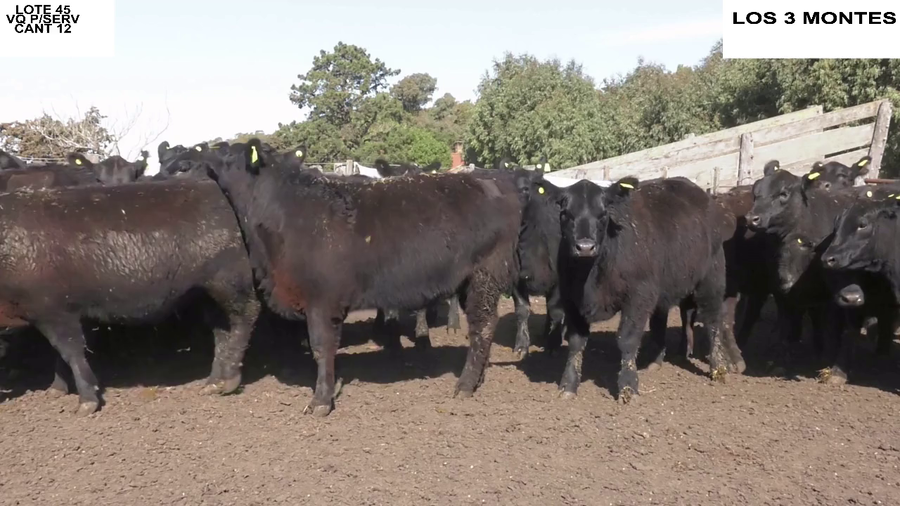 Lote VAQUILLONAS PARA SERVICIO EST. LOS 3 MONTES DE GARCIA COLOMBINI