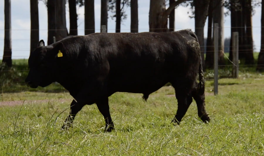 Lote ABERDEEN ANGUS PEDREGREE