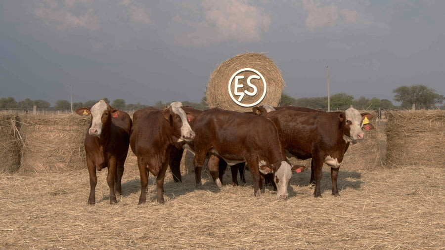 Lote Vaquillas CBO. 1 PREÑADAS