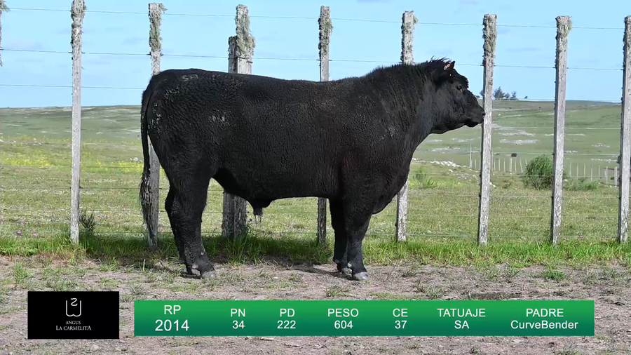Lote TOROS LA CARMELITA
