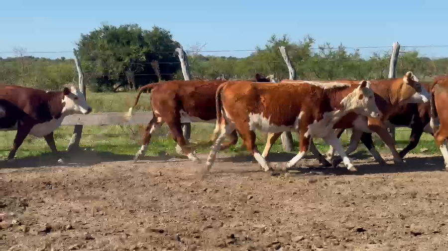 Lote 53 Vaquillonas C/ gtia de preñez en Entre Ríos, San Jaime