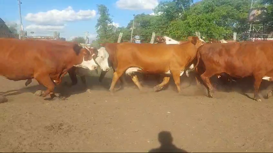 Lote 45 Vacas de invernar