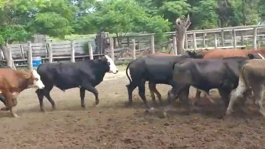 Lote 85 Novillos en Vilelas, Santiago del Estero