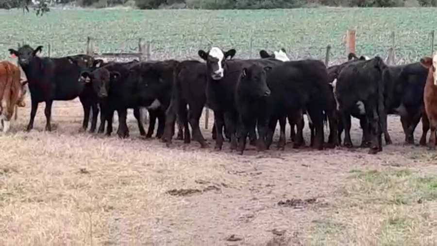 Lote (Vendido)27 Vaquillonas 1 a 2 años AA/ CRUZAS - AA/ HE a remate en PANTALLA GARLAND 315kg - , Colonia