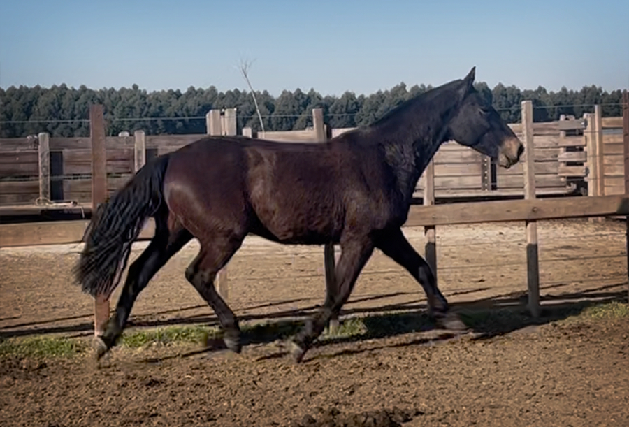 Lote PAULISTA FACHERO