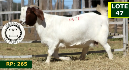 Lote CAPRINOS HEMBRAS 47