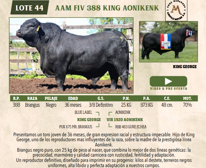 Lote LOTE 44