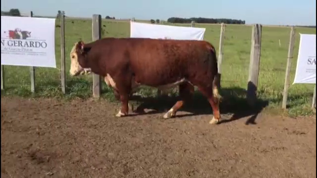 Lote TOROS POLLED HEREFORD