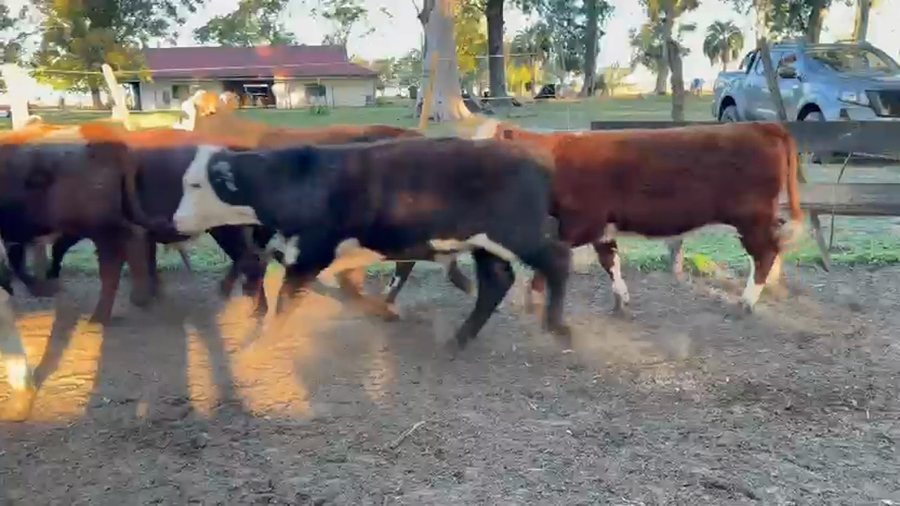 Lote 30 Terneros