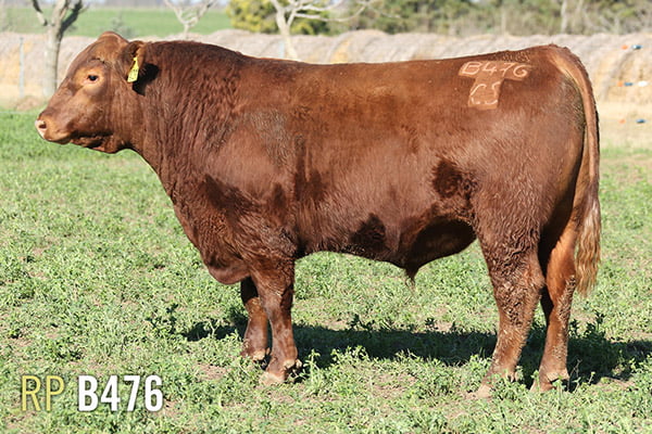 Lote 3 TOROS PUROS DE PEDIGREE