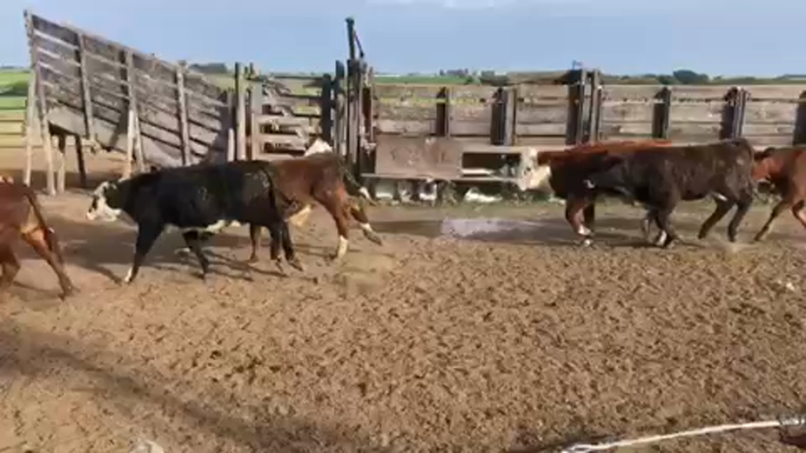 Lote 121 Terneros en Calchaquí, Santa Fe