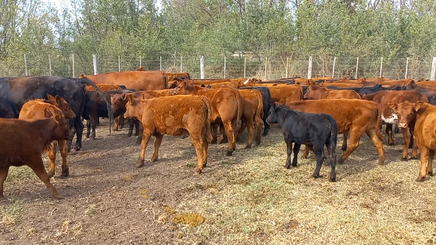 Lote 110 Terneros/as en Buenos Aires, Pehuajó