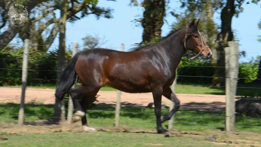 Lote El Gavilán Pacífica Ovejita (RP 484) Cabaña "El Gavilán"