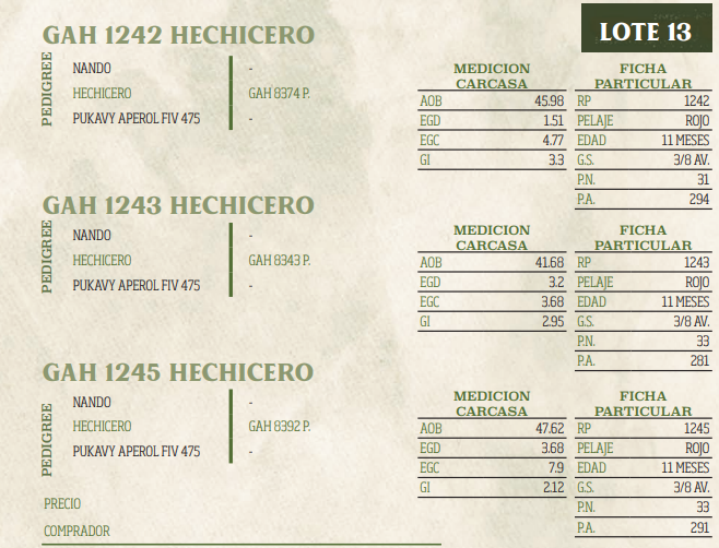 Lote LOTE 13