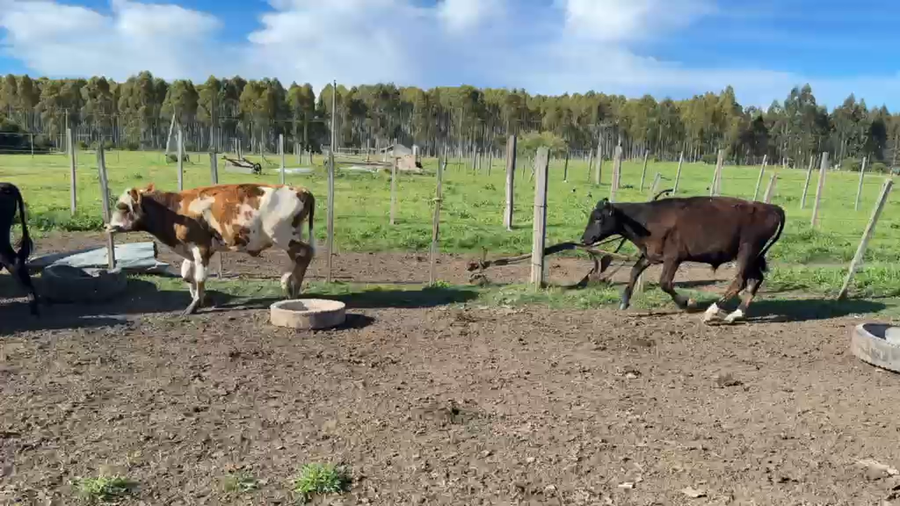 Lote TERNEROS