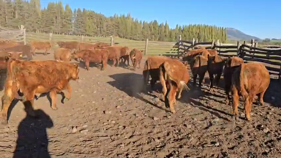 Lote 60 Ternero en Coyhaique, XI Región Aysén