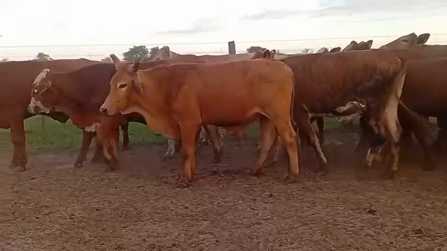 Lote 50 Novillos en Corrientes, Virasoro