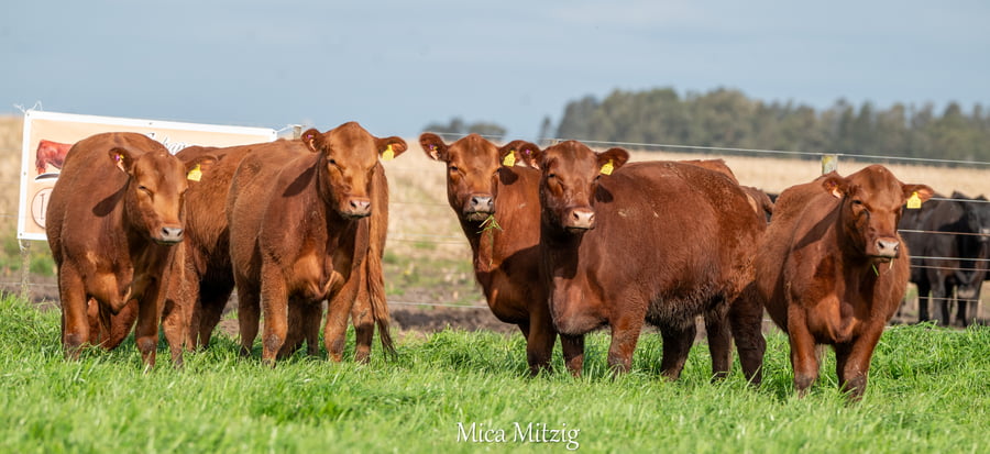 Lote VAQUILLONAS P.C. PARICION OTOÑO