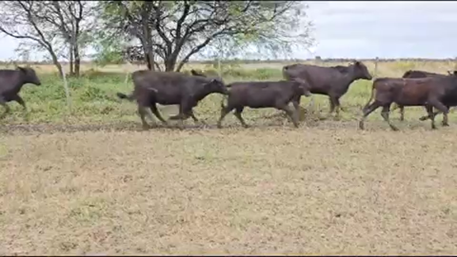 Lote 210 Terneras en Pirané, Formosa