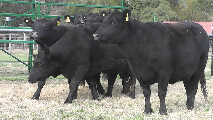 Lote VACAS ANGUS NEGRAS CON SERVICIO