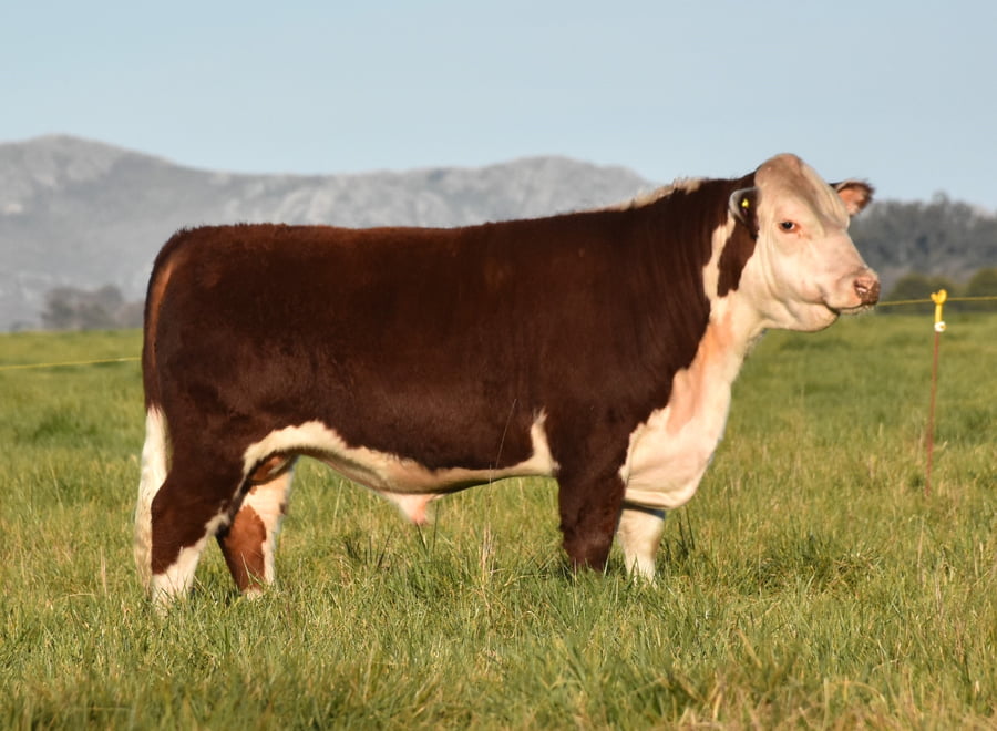 Lote TOROS