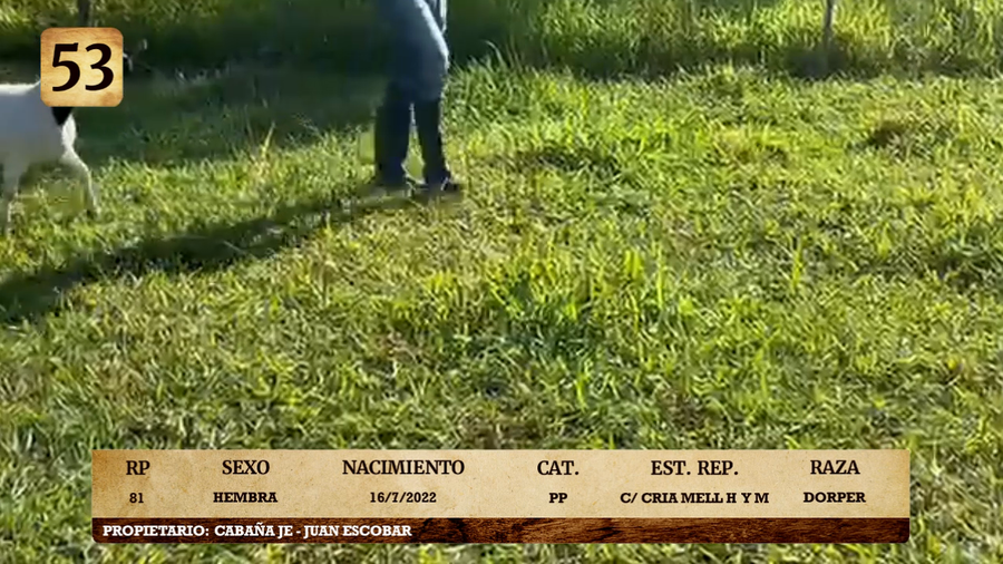 Lote LOTE 53