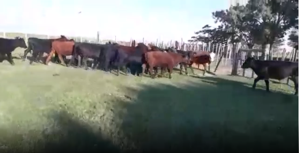 Lote 25 Terneros castrados en Flores