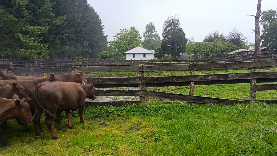 Lote 50 Novillo Engorda en Futrono, XIV Región Los Ríos