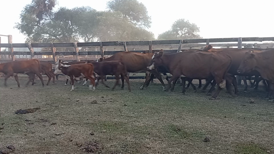 Lote 48 Vacas CUT con cría