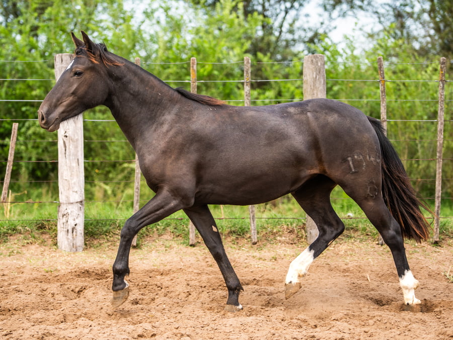 Lote Mañanera Pícara