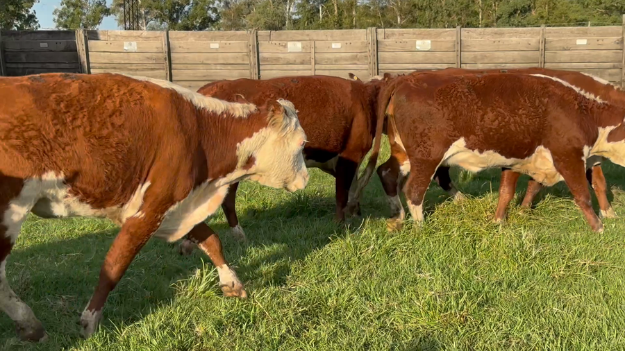 Lote 10 Vaquillonas C/ gtia de preñez