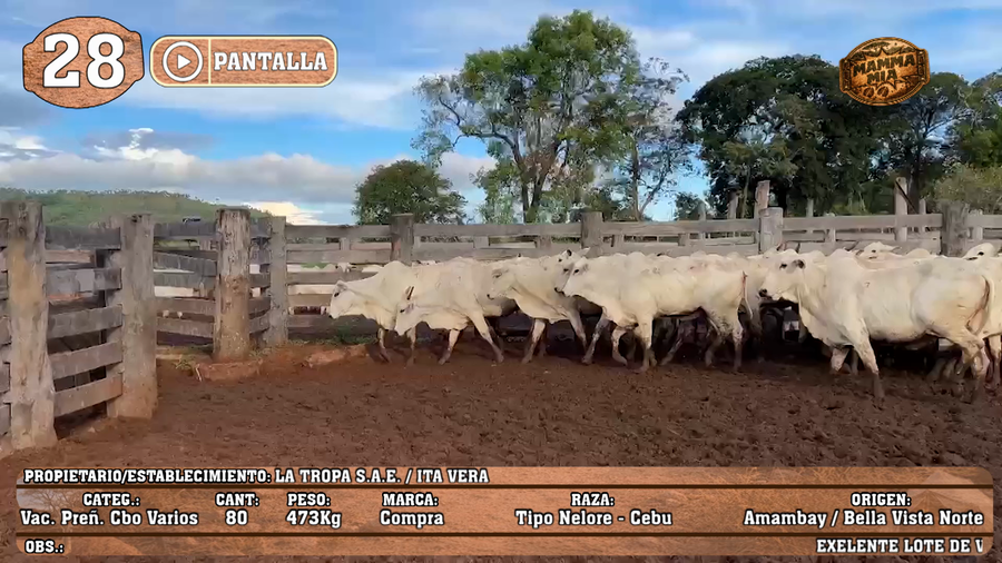 Lote LOTE 28 - POR PANTALLA