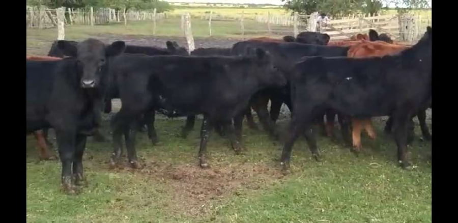 Lote 60 Terneros en Villaguay, Entre Ríos