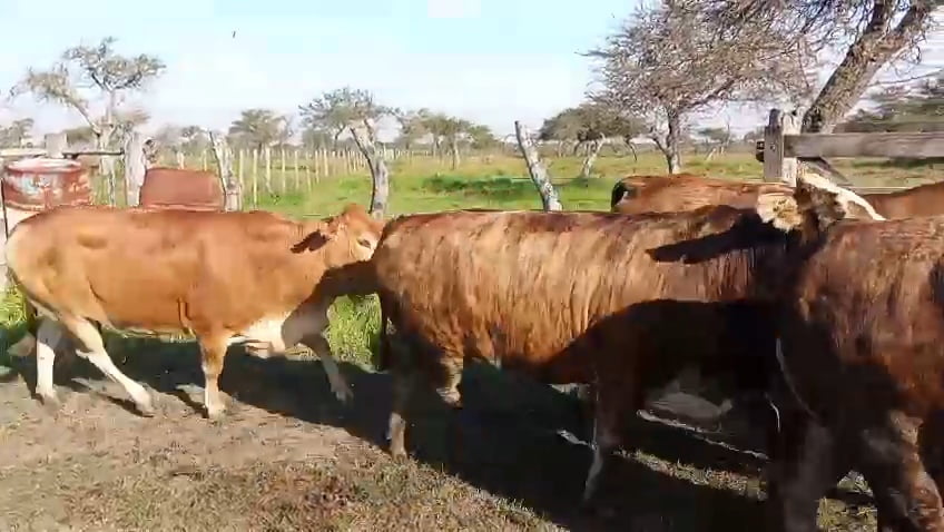 Lote 34 Vacas