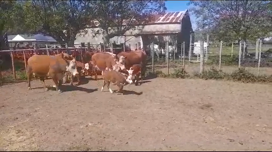 Lote 10 Piezas de cría HEREFORD a remate en Remate Presencial en OMBUES DE LAVALLE