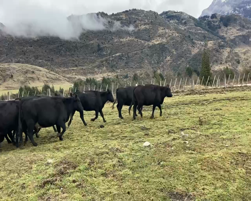 Lote 30 Vaca Preñada en XI Región Aysén, Coyhaique
