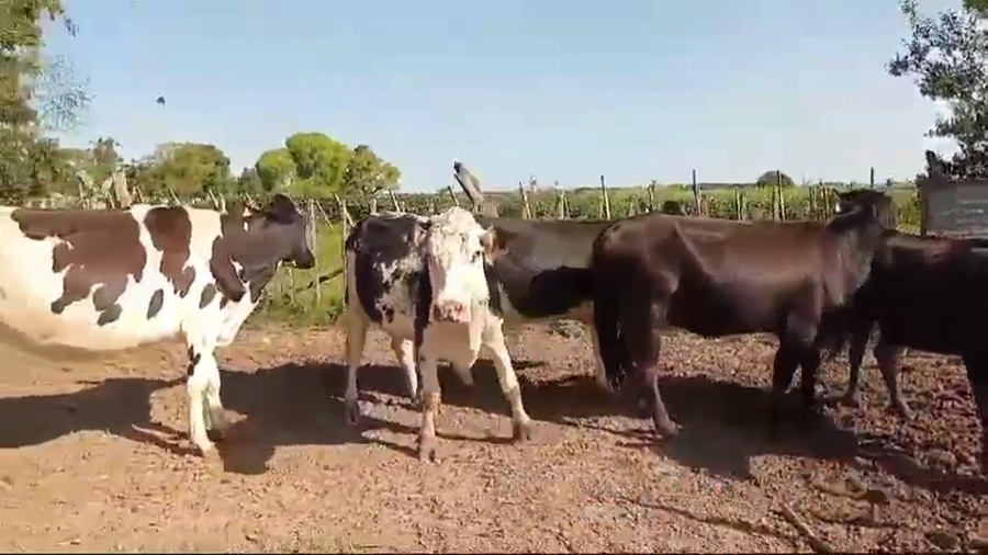 Lote VACAS INVERNADA