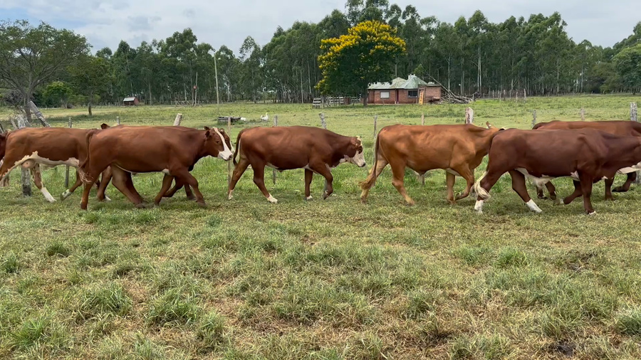 Lote 49 Novillitos