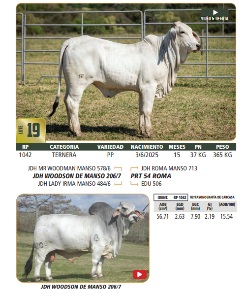 Lote LOTE 19