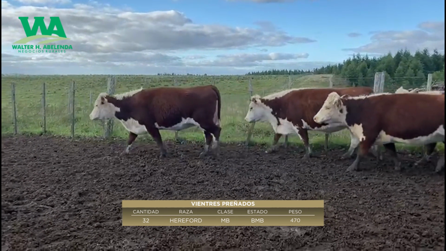 Lote Vientres Preñados