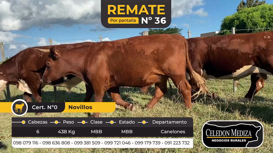 Lote 6 Novillos 1 a 2 años en Canelones