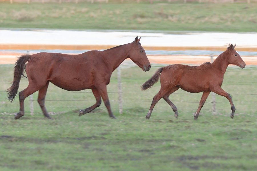 Lote SANTA EULALIA 281