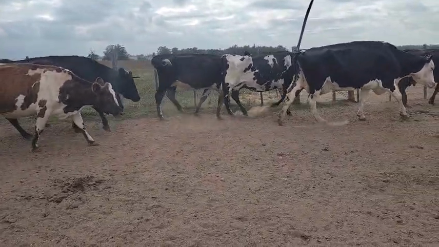 Lote 7 Vaca, San José