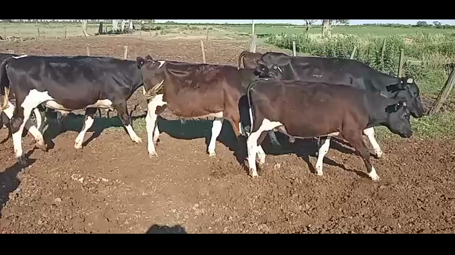 Lote 22 Terneros Holando Argentino en Tacural, Santa Fe