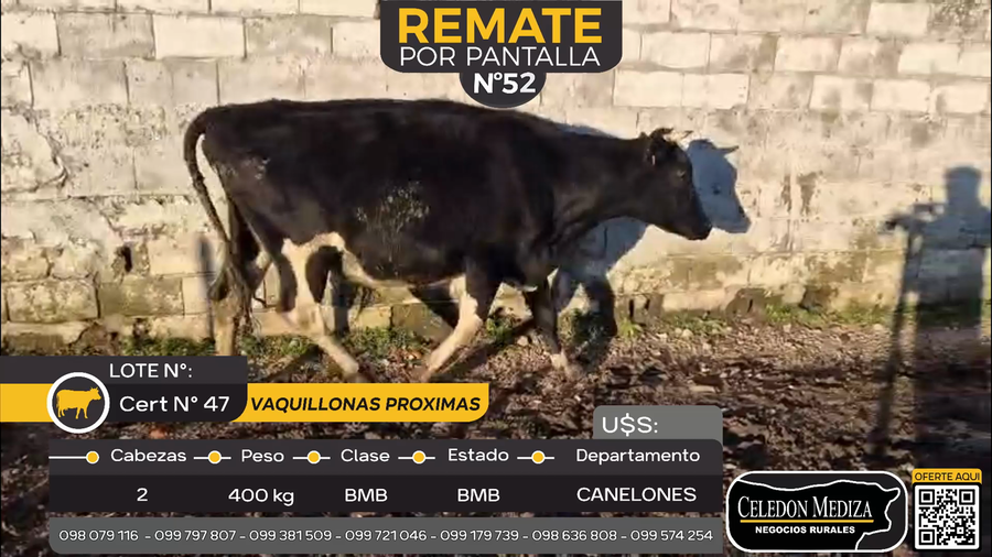 Lote 2 Vaquillonas Proximas en Santa Lucía del Este, Canelones