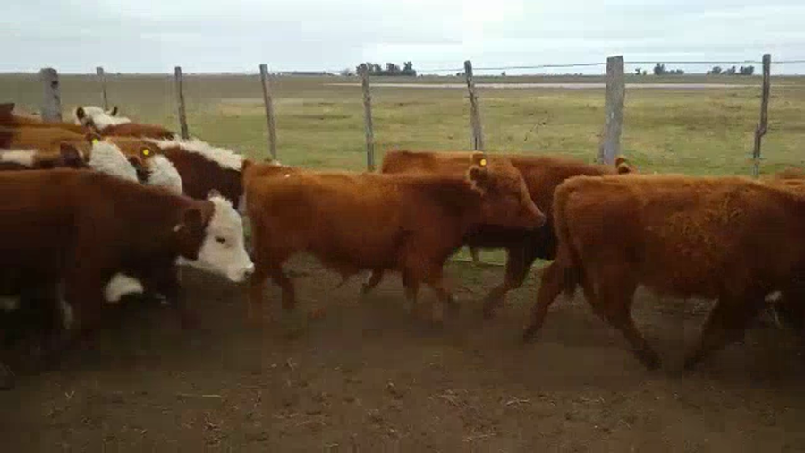 Lote 25 Terneros en Pirovano, Buenos Aires