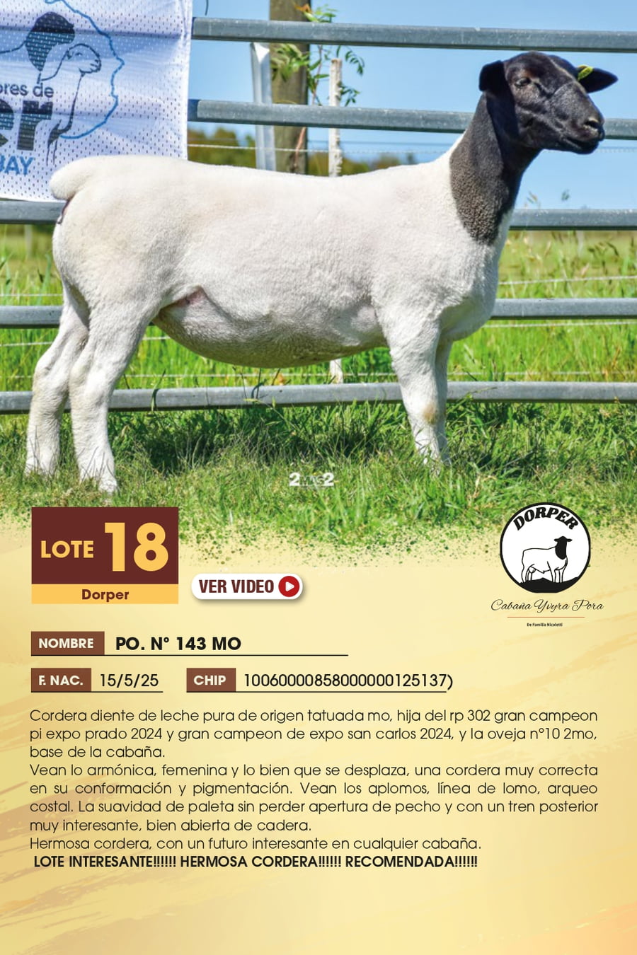 Lote 18 - Dorper
