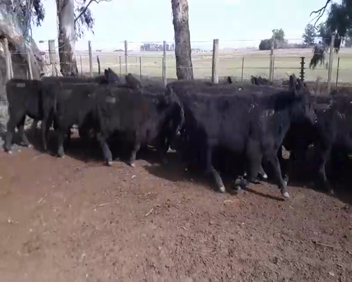 Lote 75 Novillitos en Coronel Suarez, Buenos Aires