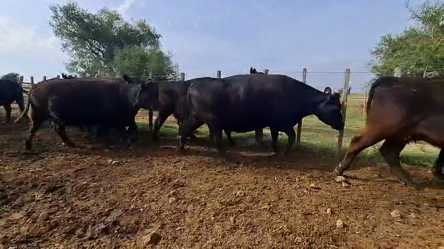 Lote VACAS PREÑADAS