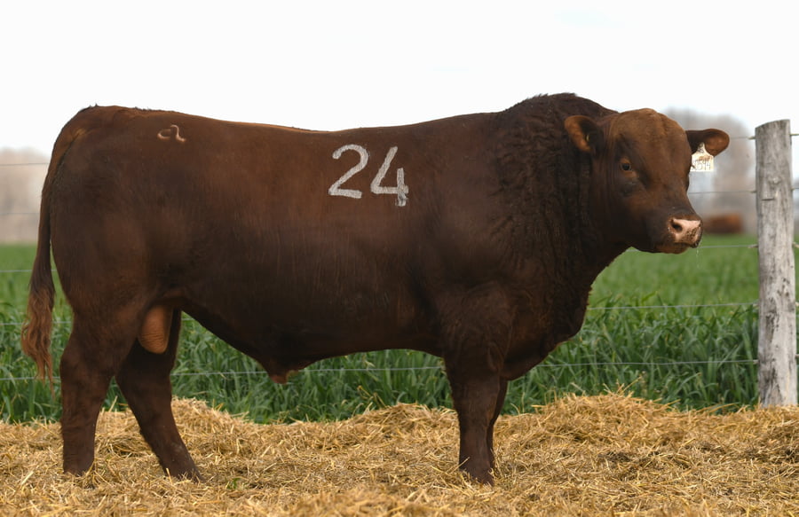 Lote TORO ANGUS PC